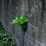 Eco Friendly Skim Coating Materials — Sustainable Options for Green Projects