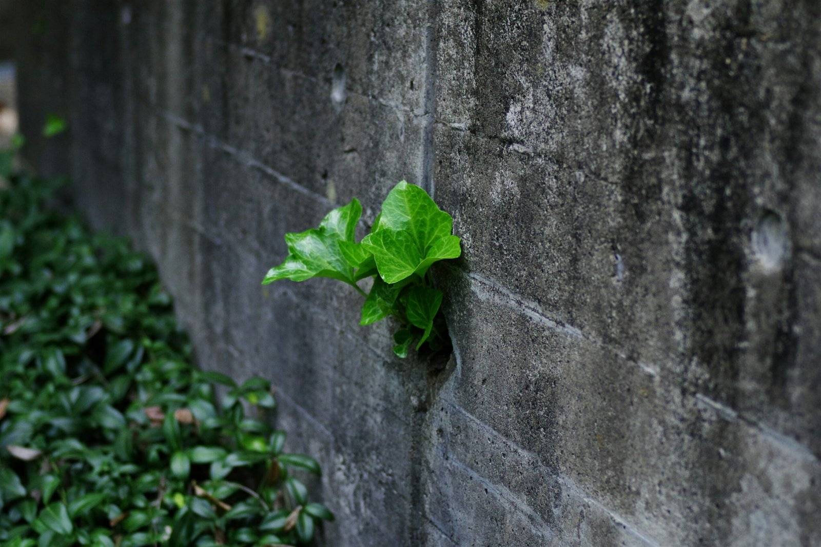 eco friendly skim coating